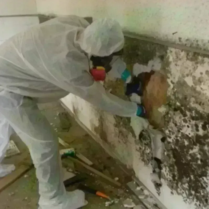 Mold Remediation and Removal in Kingston, PA